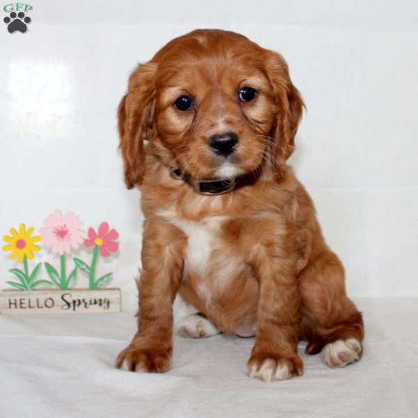 Franky, Beaglier Puppy